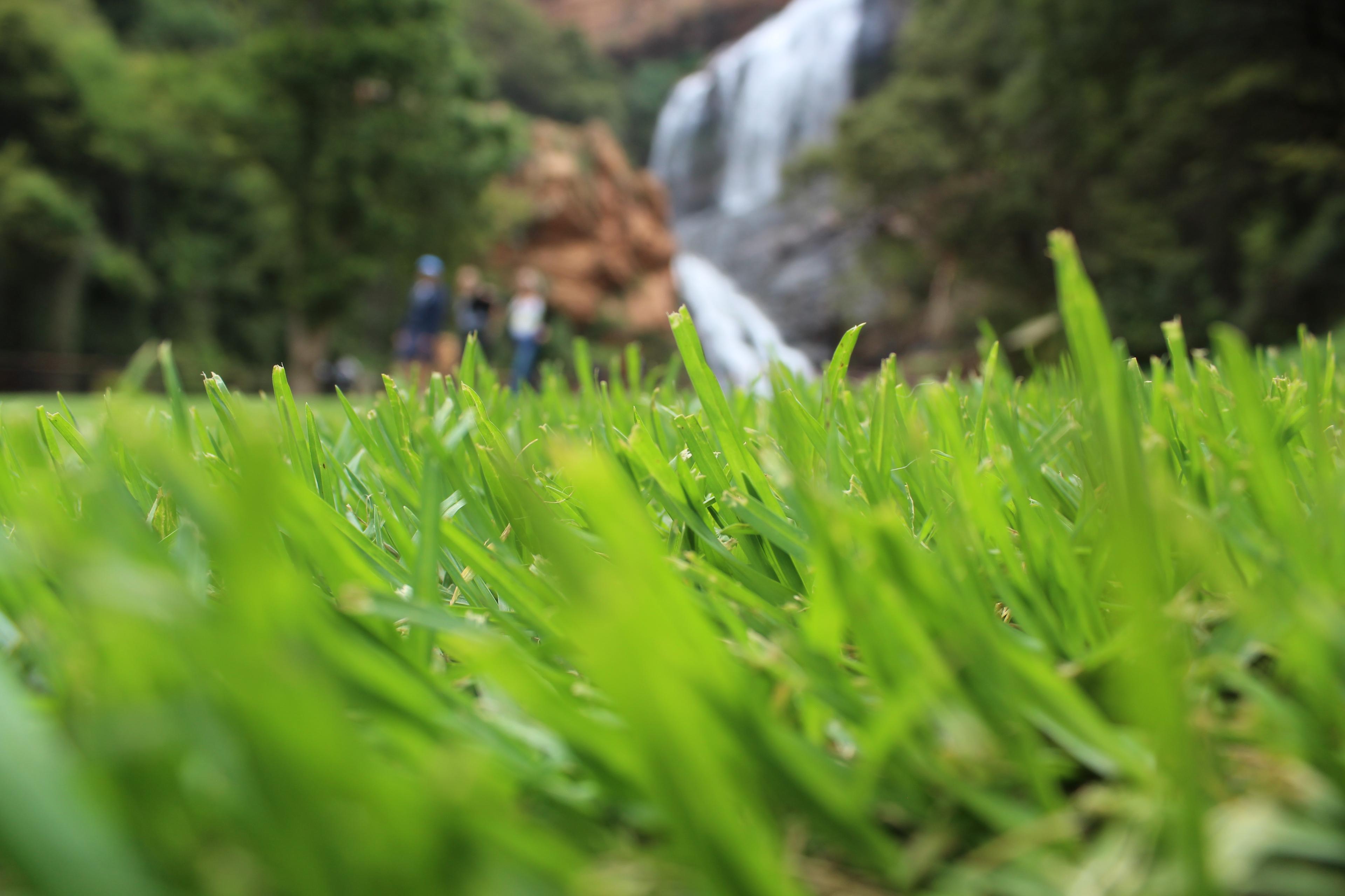 Low-angle view of fresh grass with people and a waterfall softly out of focus
