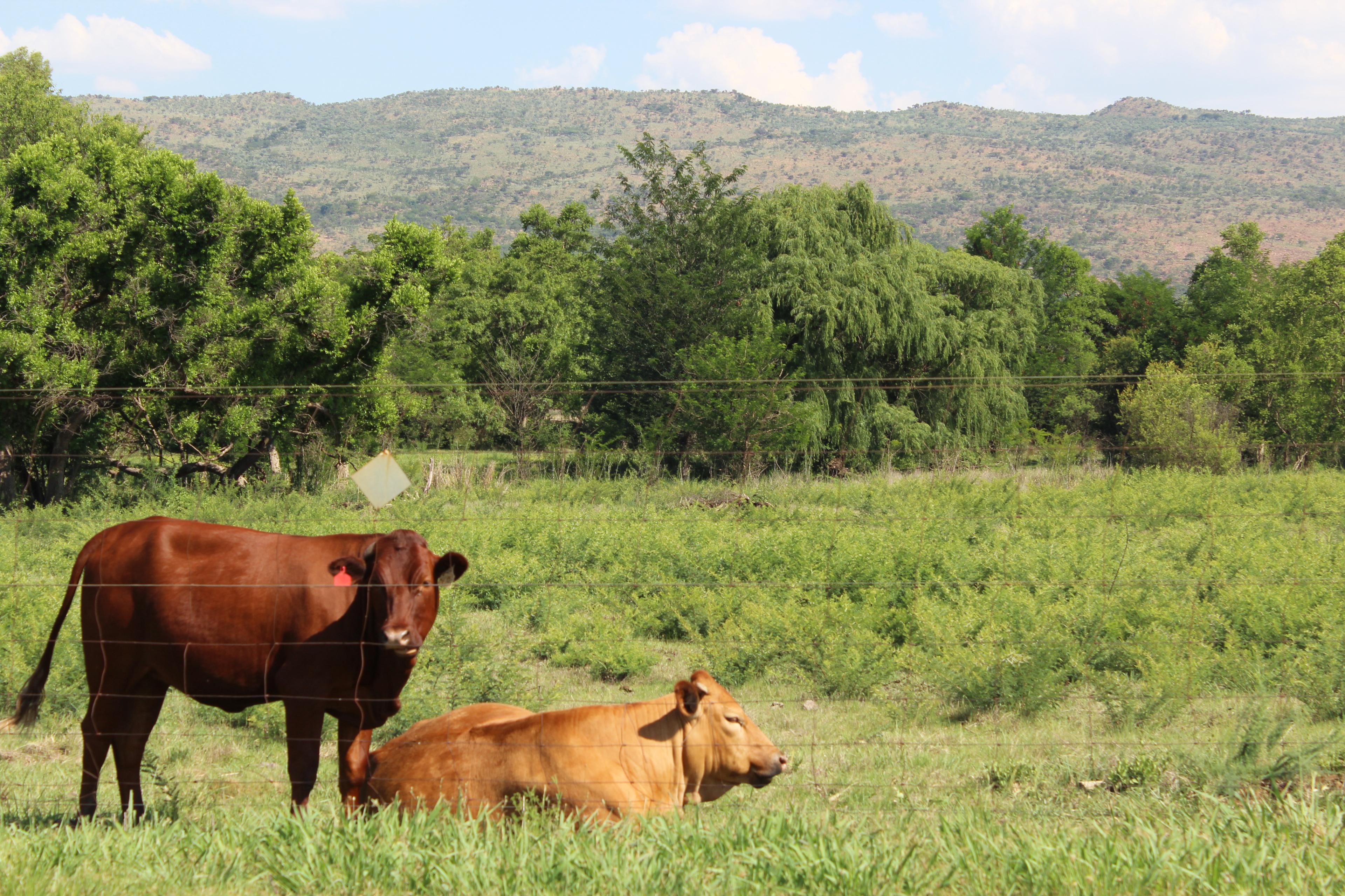 Two cows resting beside a fence with hills behind
